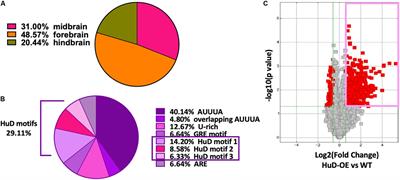 HuD Binds to and Regulates Circular RNAs Derived From Neuronal Development- and Synaptic Plasticity-Associated Genes